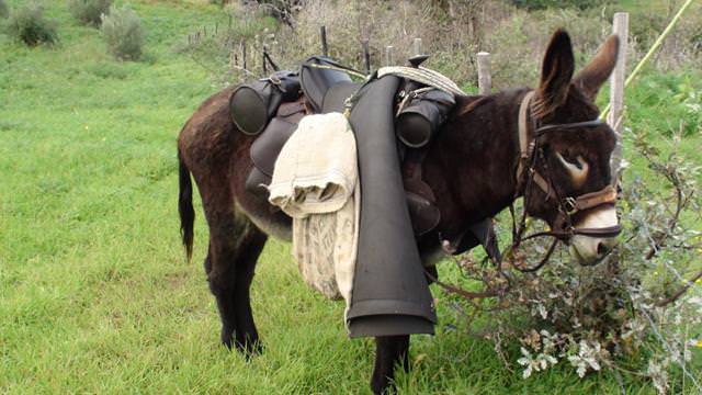 Donkey Hercules with sommer saddle and backpacks.