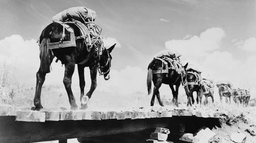 Mules with pack-saddle.