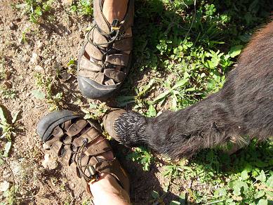 KEEN sandals - going also with donkeys.