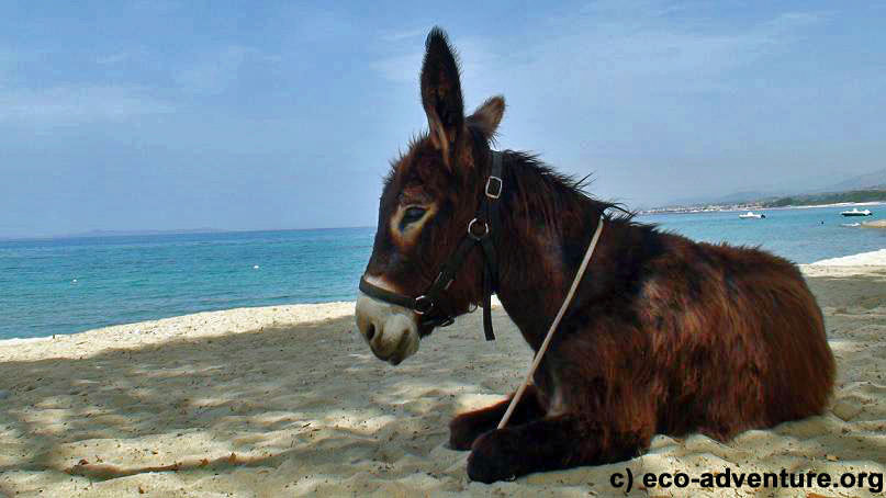 Hercule on the beach